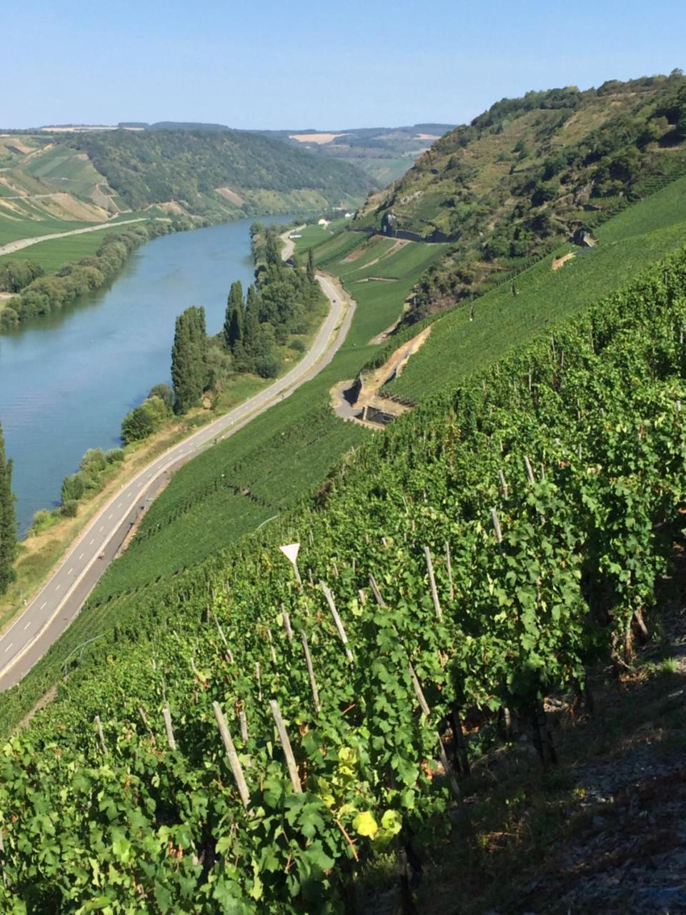 Weingut & Gaestehaus Edwin Hoffmann Тритенхайм Екстериор снимка